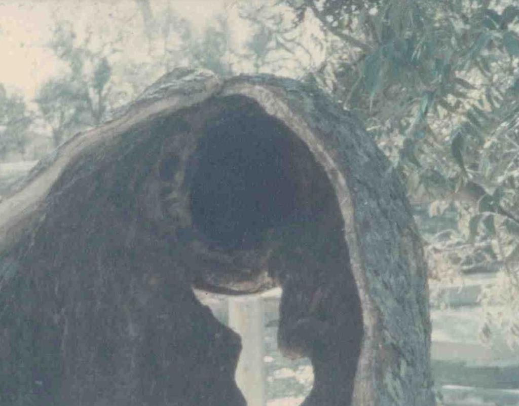 1970s photo of trunk cavity