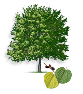 Red_Mulberry