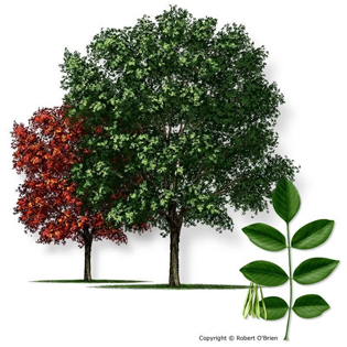 Texas Ash