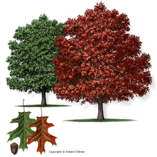 Texas Red Oak