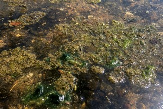 Picture of harmful algae bloom 