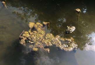 Picture of harmful algae bloom