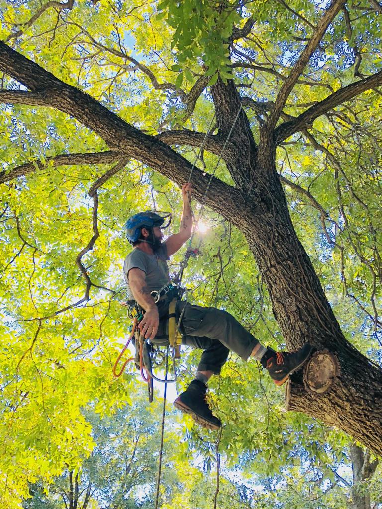 forester in a tree