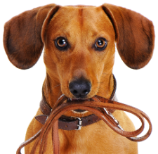 Dog with leash in mouth