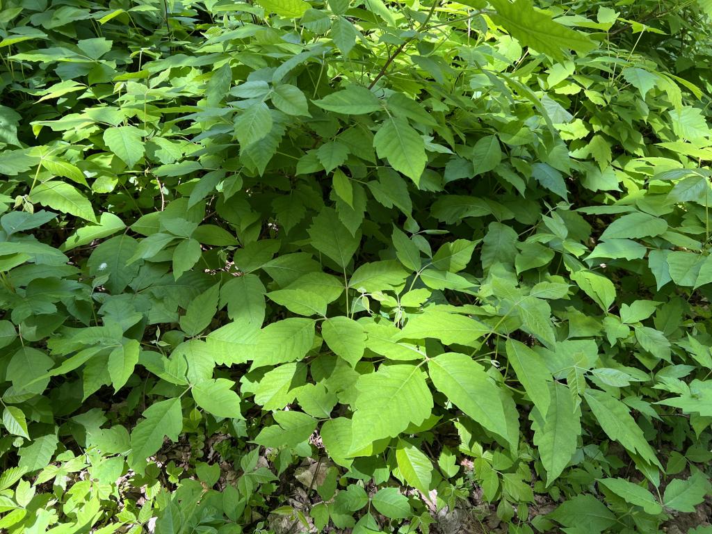 Poison Ivy bush