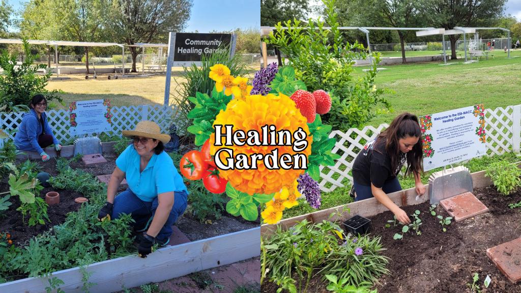 Text reads: Healing Garden. Image: two images of healing garden day, outside the MACC planting and attending to plants