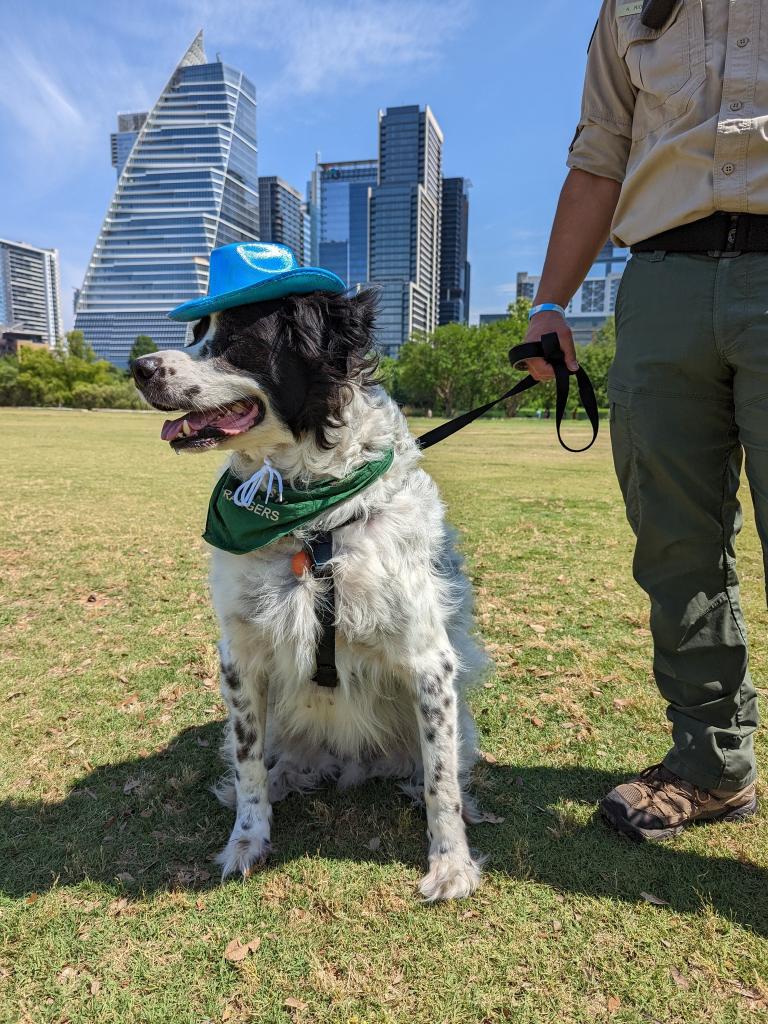 Dog on Leash held by Ranger in a park with Austin skyline in the background.