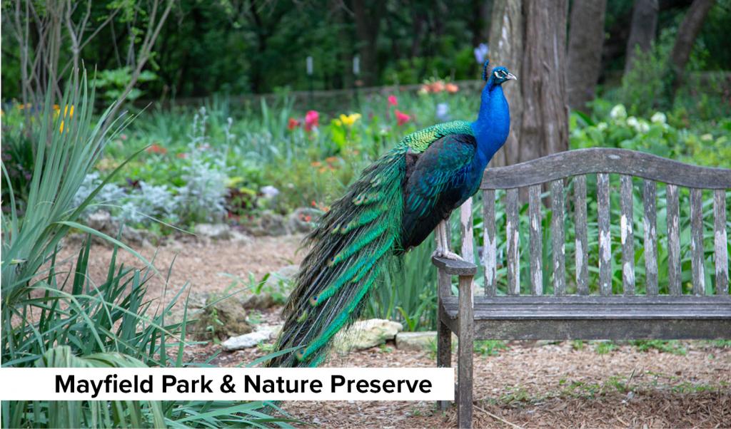 Photo of a peacock perched on a park bench with flowers in the in the background. From Mayfield Park