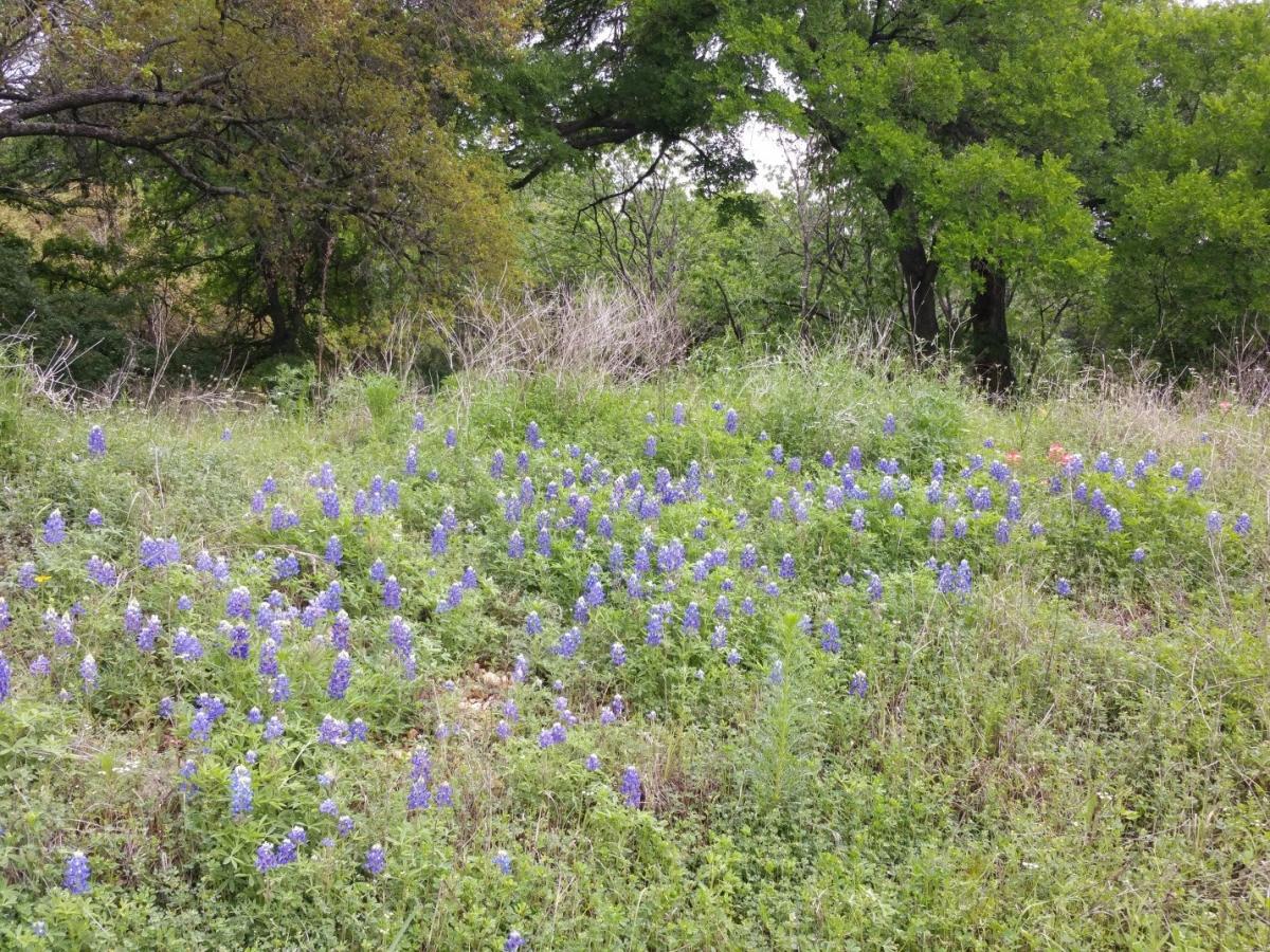 Image of wild flowers