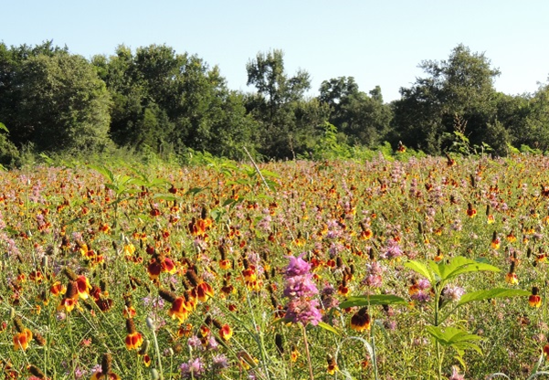 Image of wild flowers