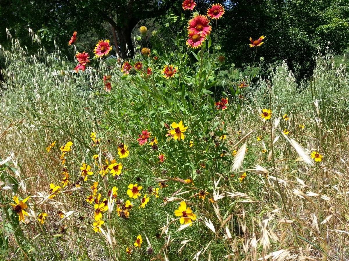 Image of wild flowers