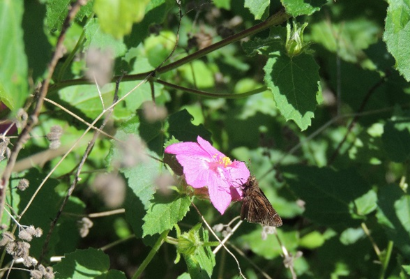 Image of wild flowers