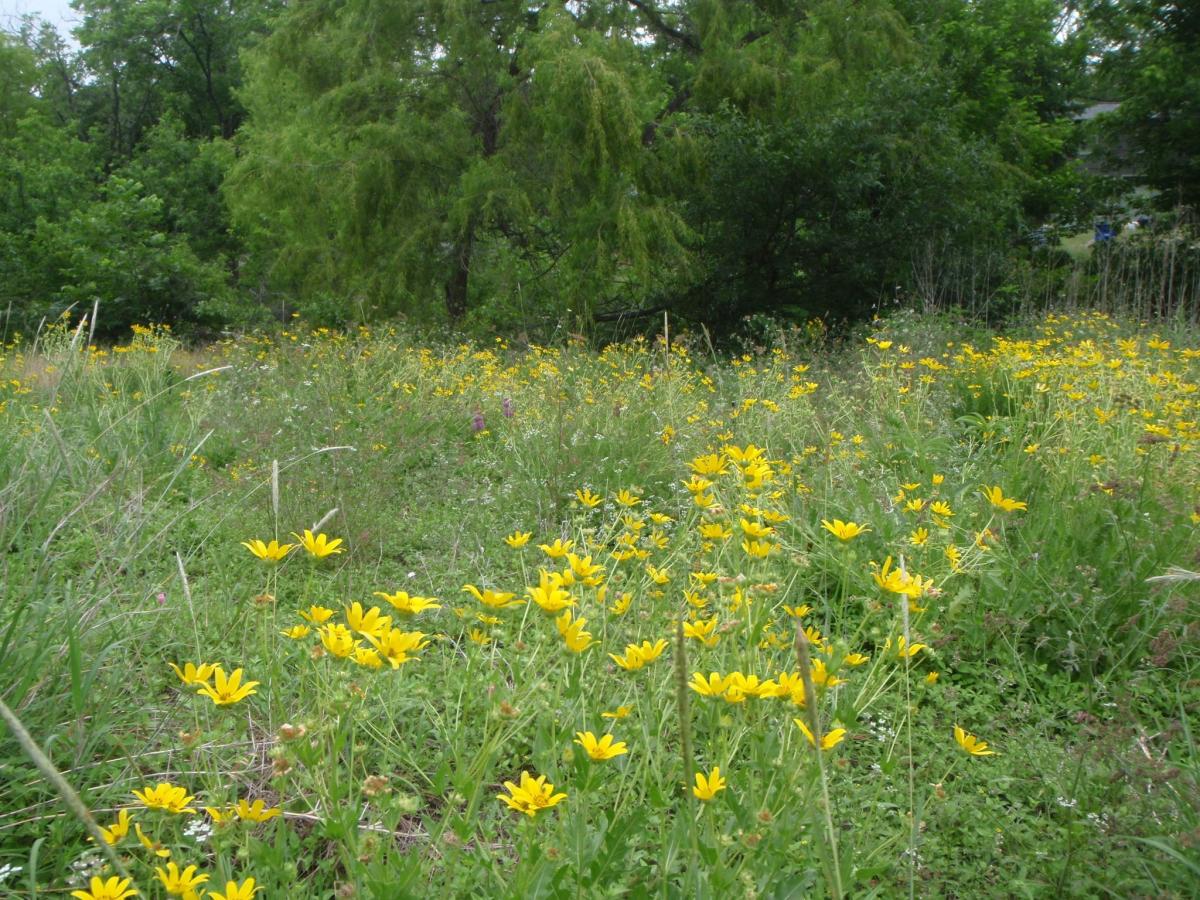 Image of wild flowers