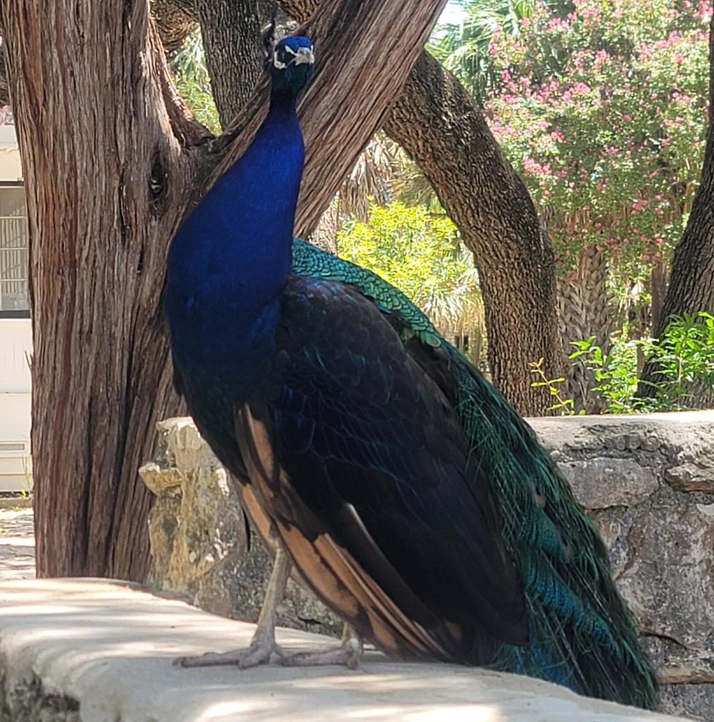 Peacock standing on a rock wall