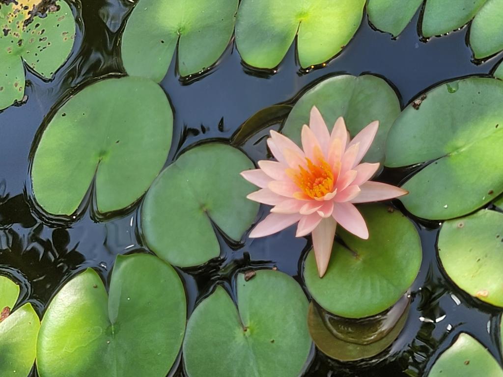 Pink and yellow water lily in a pond