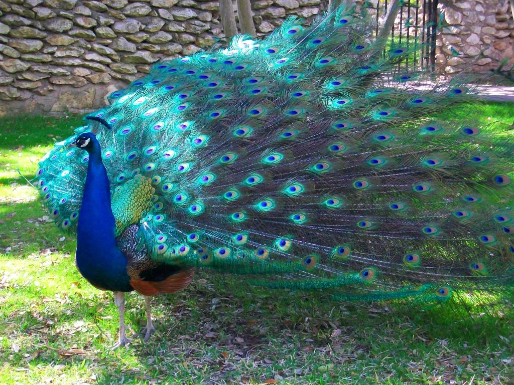 Peacock displaying it's feathers 