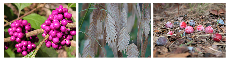 seeds and fruits from native plants