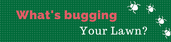 Banner graphic that says What's Bugging Your Lawn?