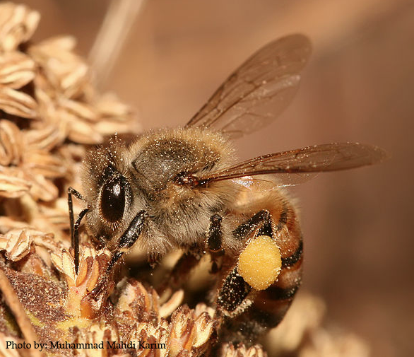 10 Ways to Love Our Pollinators AustinTexas.gov