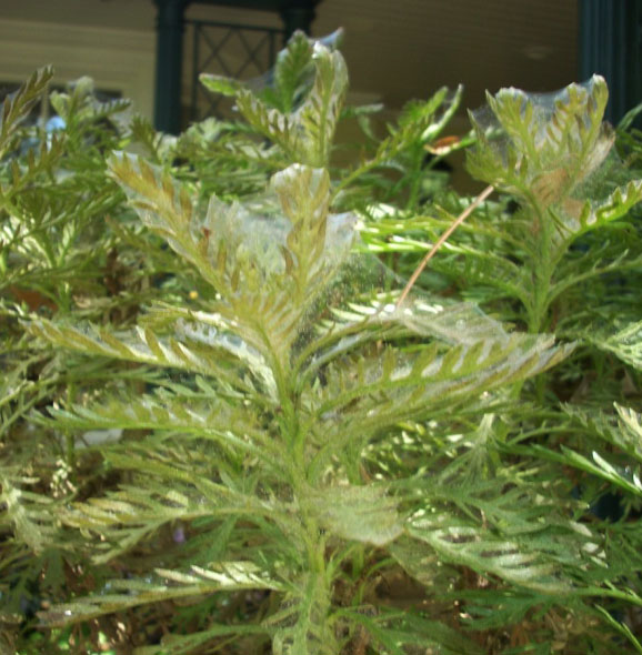 Picture of spider mite webbing.