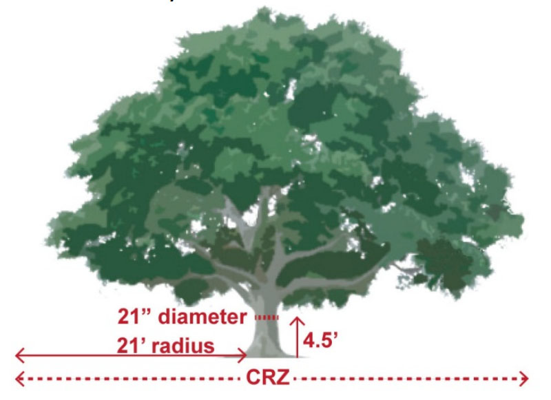 Drawing that shows a tree's critical root zone is a circle one foot in radius for each inch of tree diameter