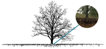 Drawing of a tree showing the roots are shallow but extend outward well beyond branches