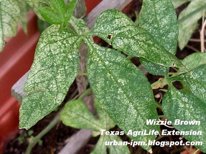 Picture of leaves affected by spider mites.