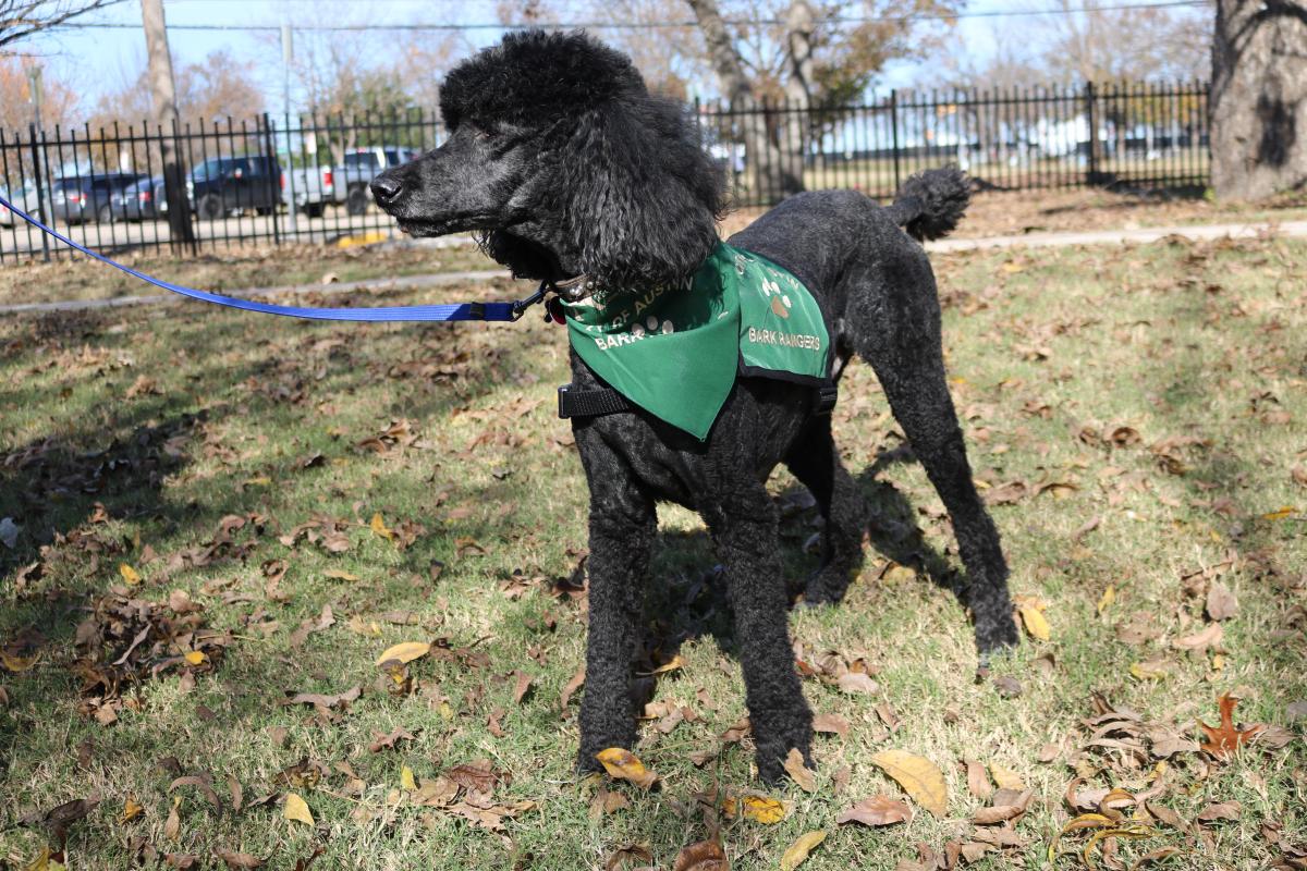 Black Poodle wearing Bark Ranger service vest and bandanna while looking into the distance.
