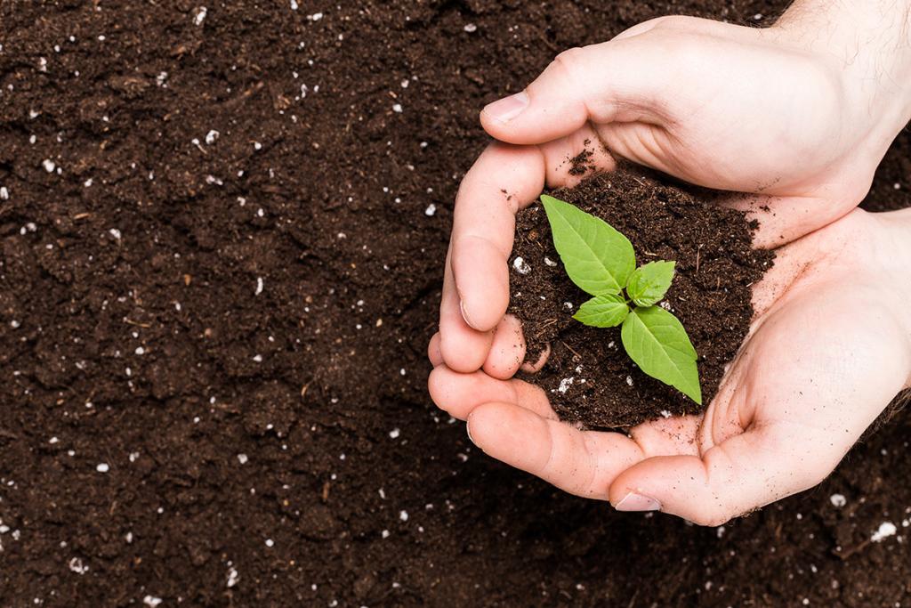 A pair of hands holding fresh soil and a sprouted plant.