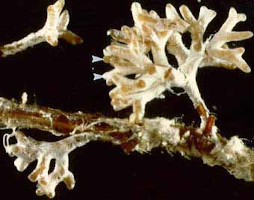 A magnified photo of brown tree roots colonized by white mycorrhizal fungi.