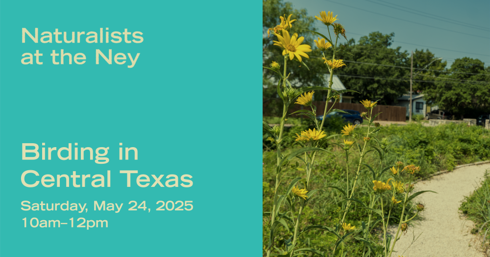 Naturalists at the Ney IMage of yellow flowers by a trail