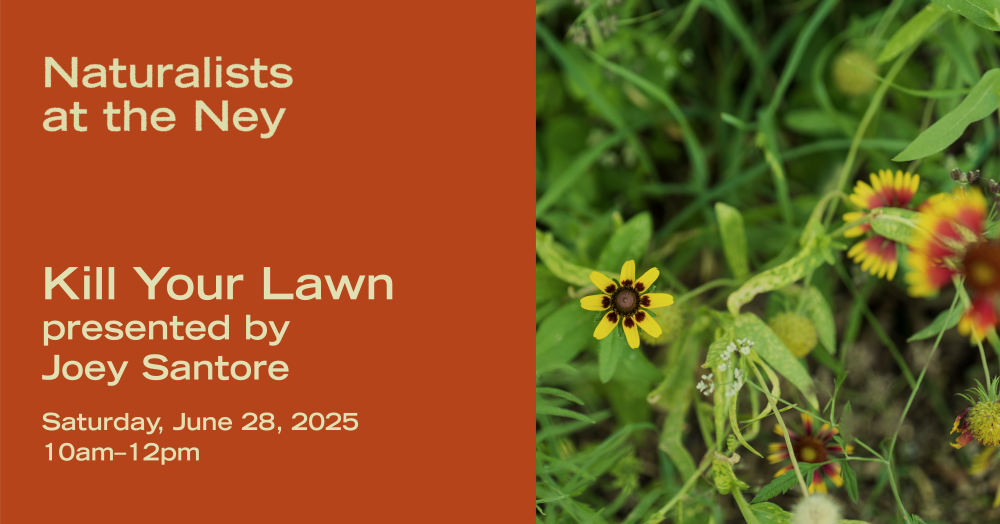 Naturalists at the Ney image of yellow and orange flowers