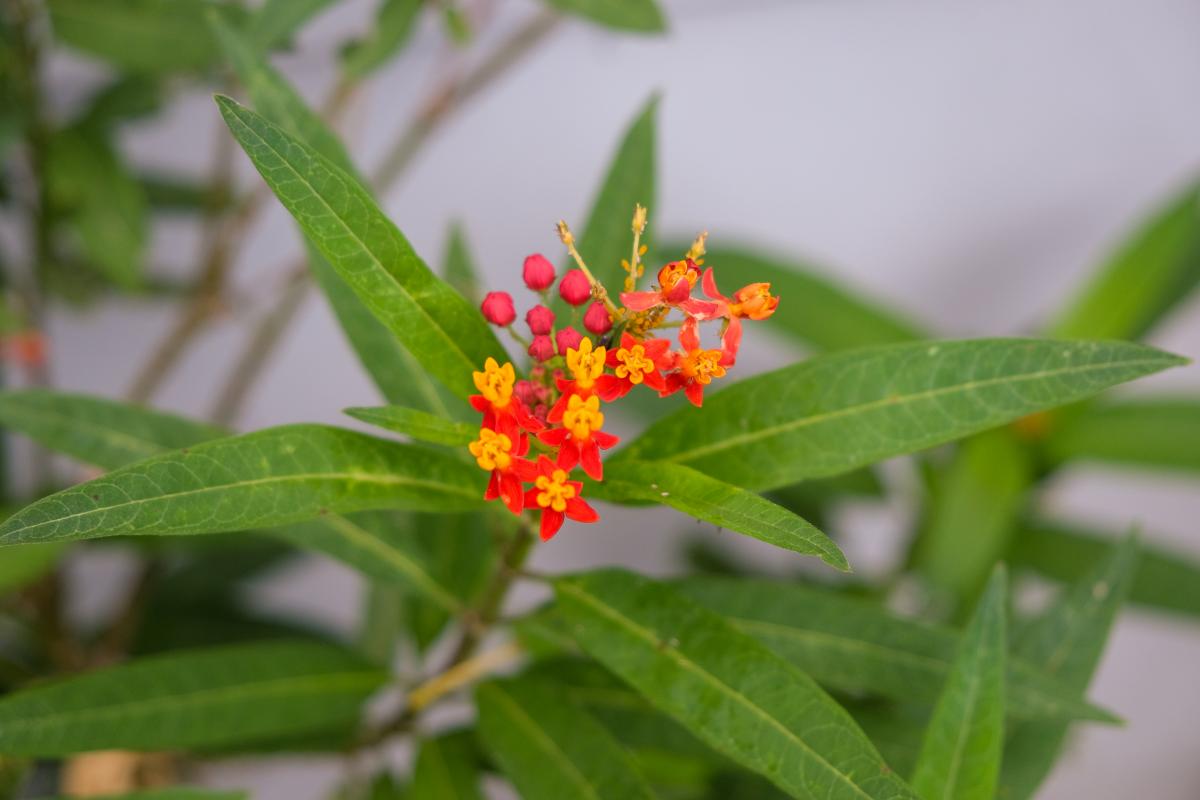 Close-up shot of a yellow and orange flower.