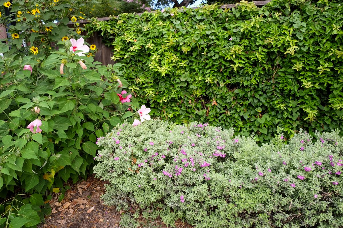 Lush green grounds at Athena Montessori with flowers in bloom.