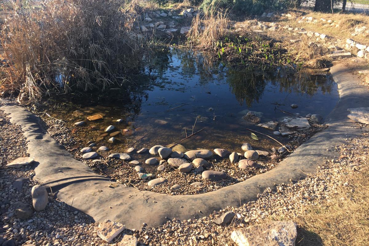 Before photo of the pond looking rough