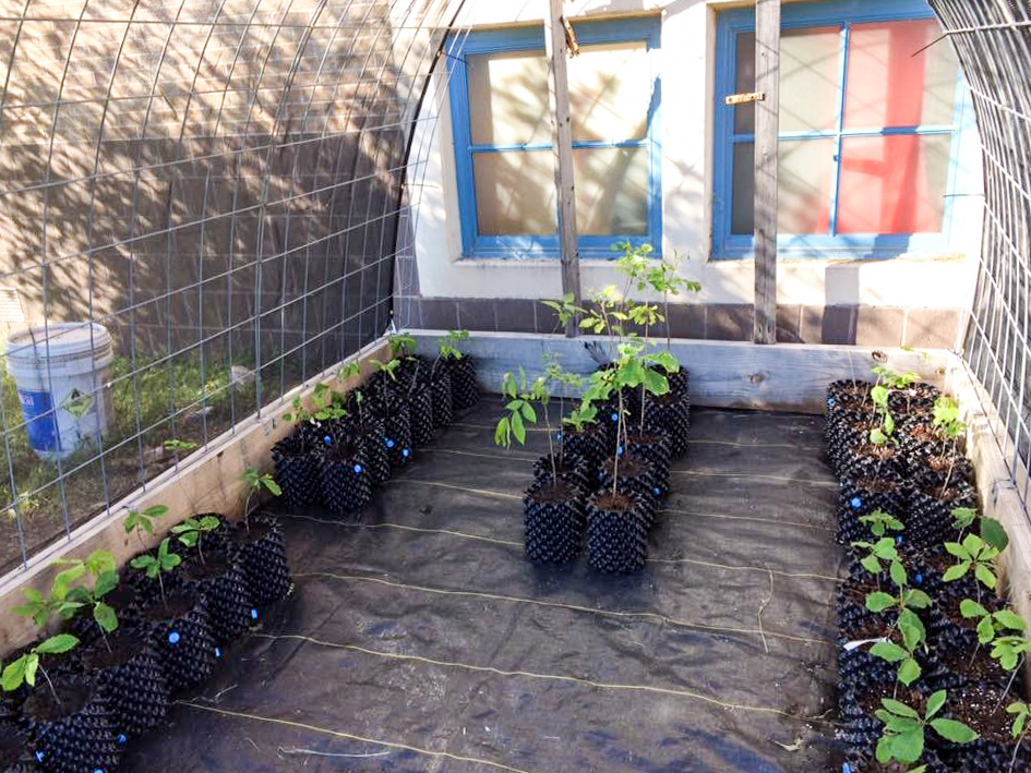 Greenhouse with trees