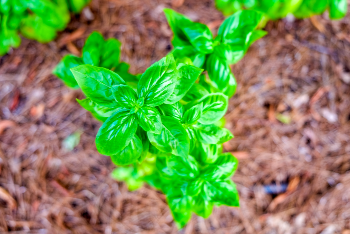 Close-up of bright green basil.