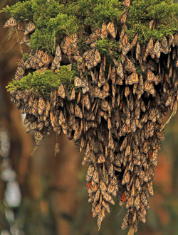 Cluster of monarch butterflies on a tree