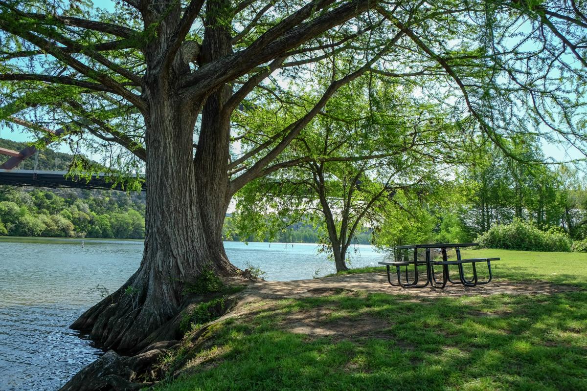 Large cypress tree by a body of water.