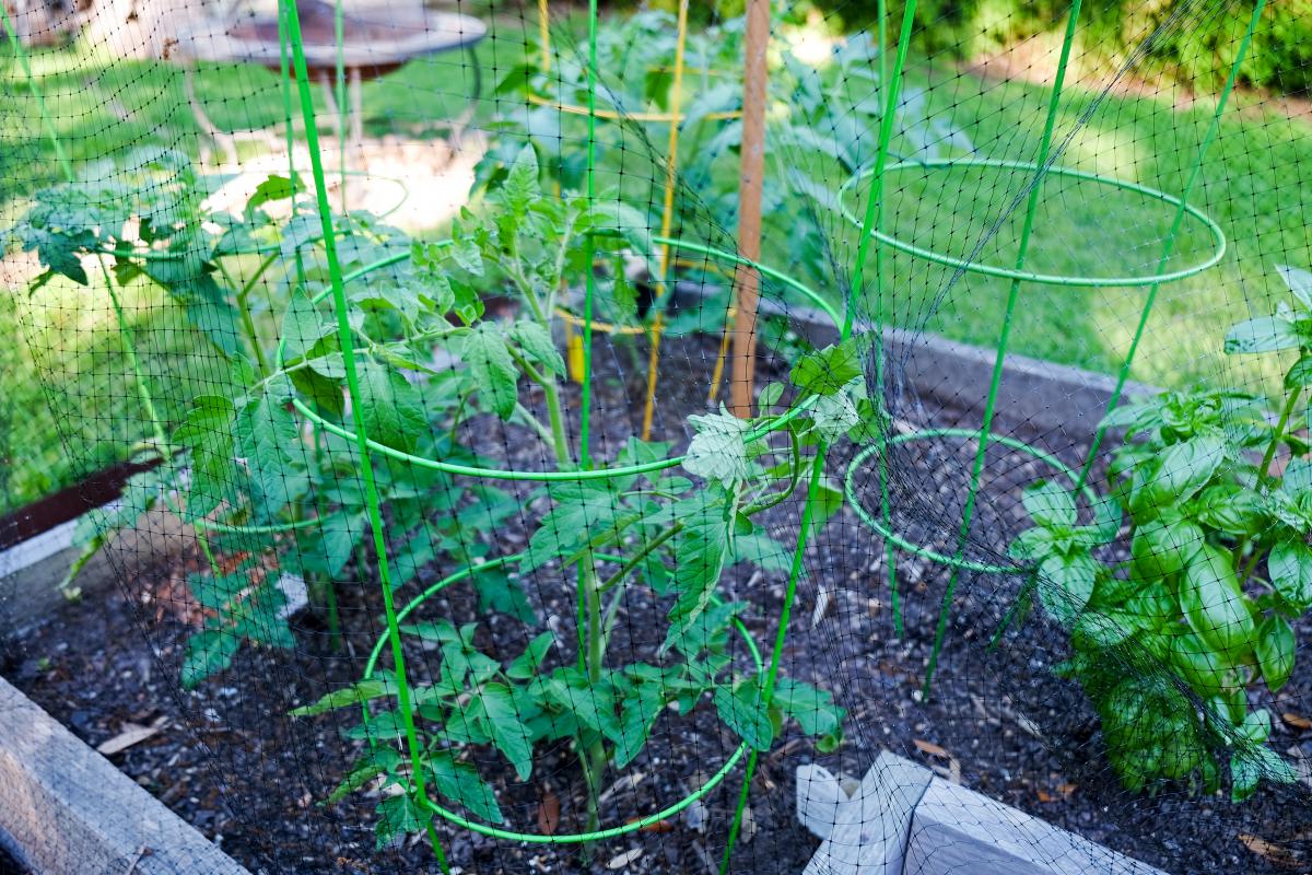 Photo of garden with bird netting