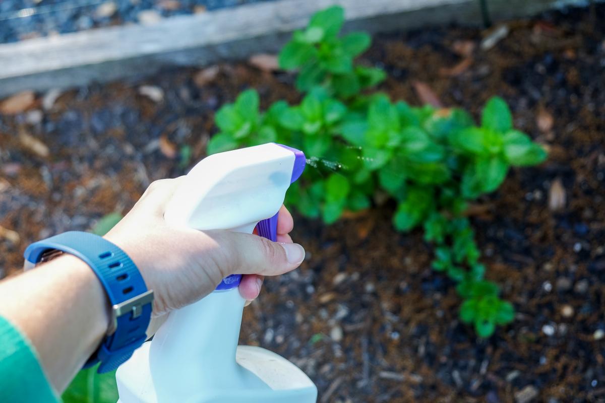 Spraying plants photo