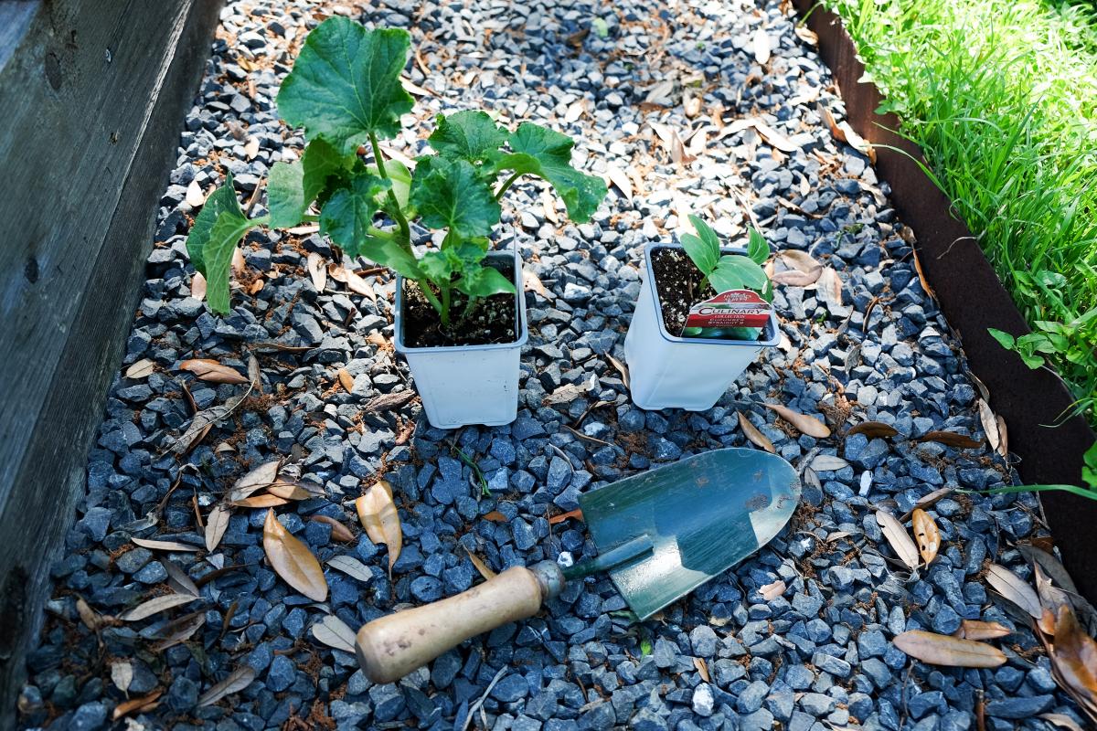 Photo of garden trowel and two plants