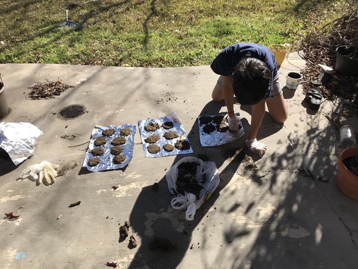 Pranav doing a science experiment. He is on the floor bent over cow manure patties on tin foil to check if they are dried.