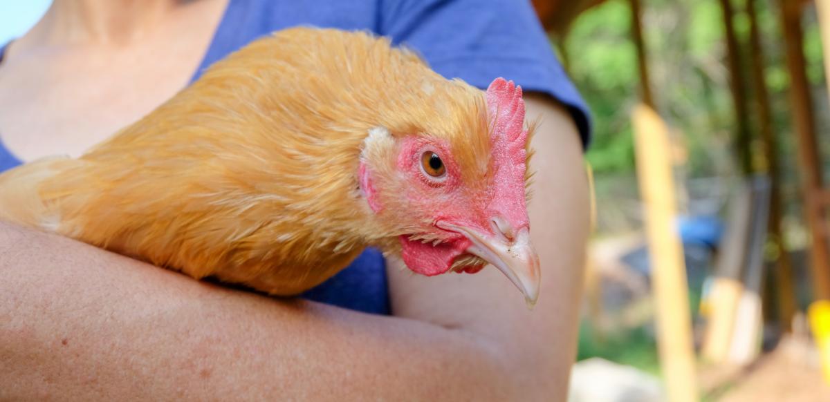 Close-up of chicken being held by Michelle.