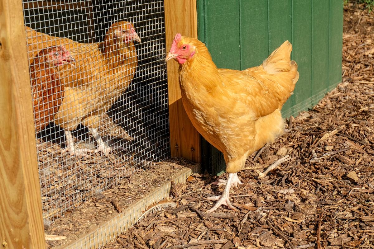 Three chickens staring at each other.