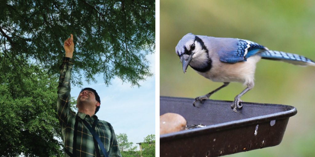 Left to right: Sebastian points out a Blue Jay (his favorite bird species) in a tree at Mueller Lake Park; a photo of a Blue Jay courtesy of Sebastian.