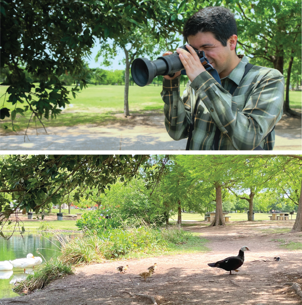 Top to bottom: Sebastian snaps a photo of a mother duck and her ducklings; the ducklings follow their mother out of the lake.