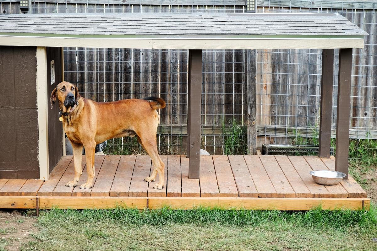 Photo of Paula's dog in her dog house