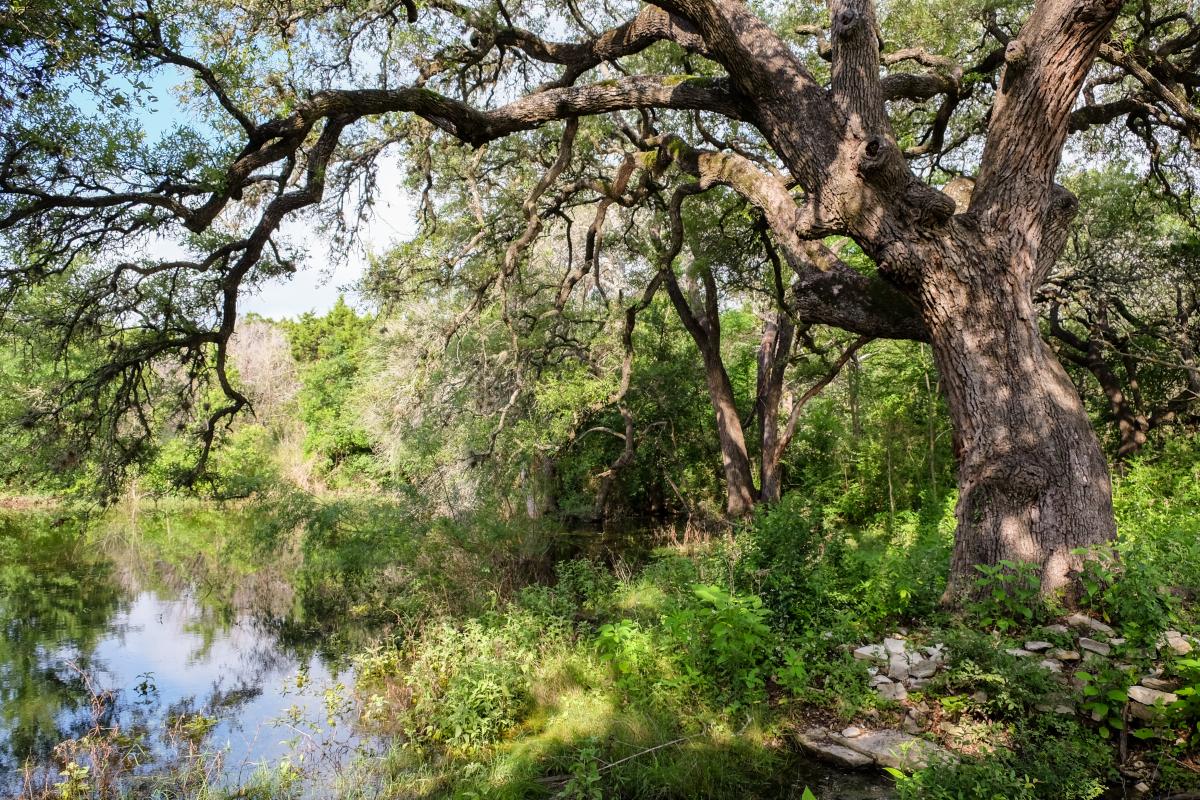 Large oak tree near a pond.