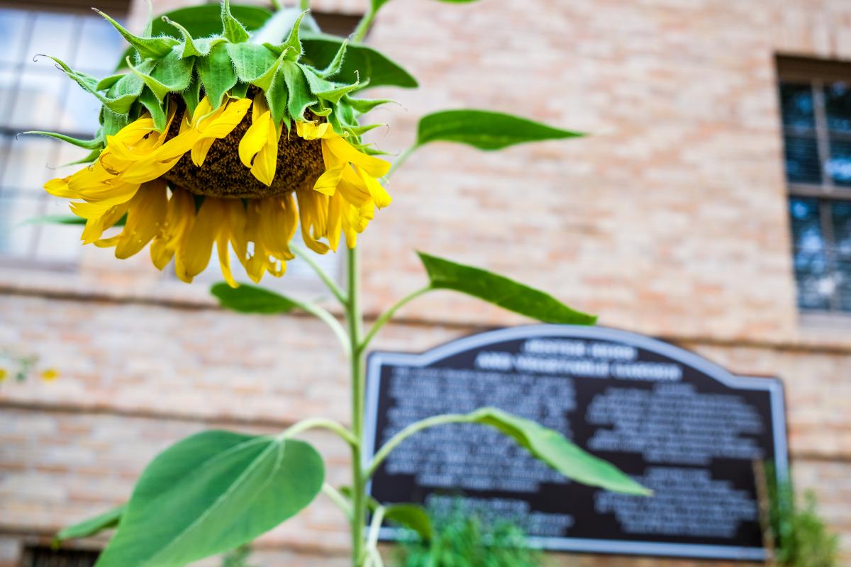 Close up shot of sunflower